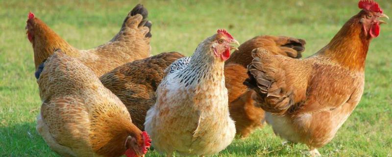 鸡不吃食喂什么药，是什么原因导致的