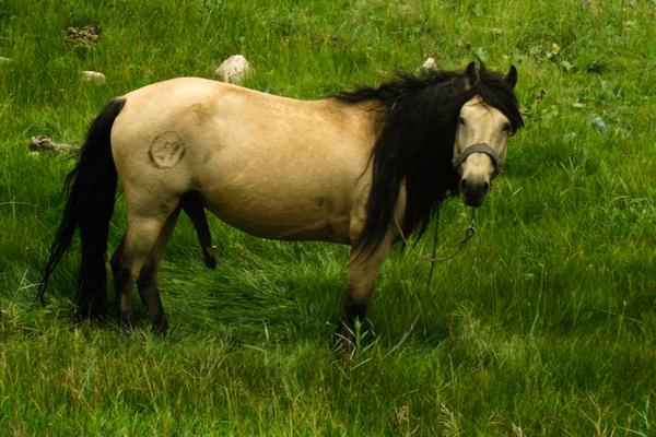 马的种类及图片和介绍
