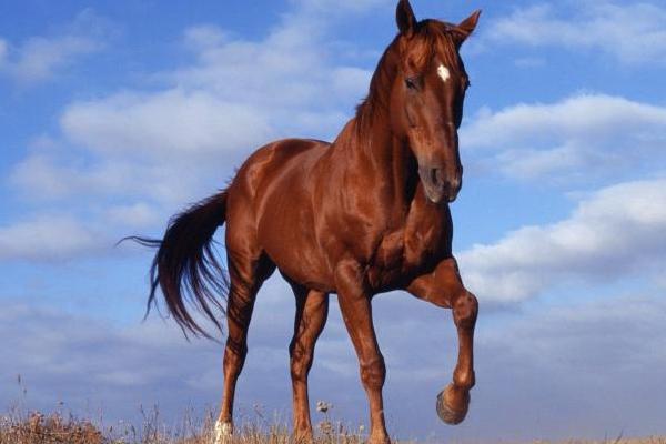 马的种类及图片和介绍