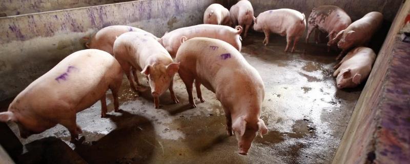 农村养猪猪粪影响到旁边村民怎么办，附猪粪发酵有机肥的方法