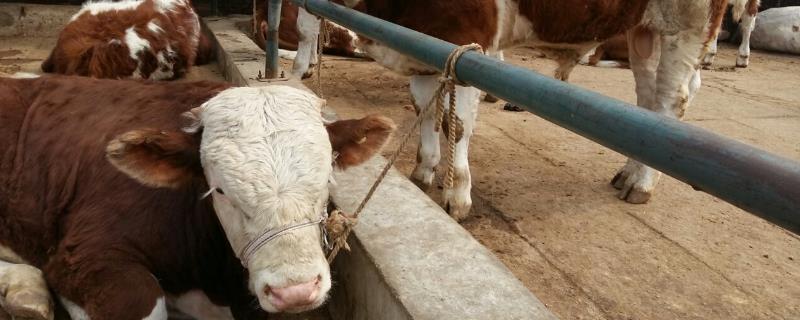 断奶犊牛饲料配方怎么配，牛饲料和草一起搬喂行吗