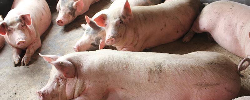 猪的口蹄疫是什么原因引起的，如何防治