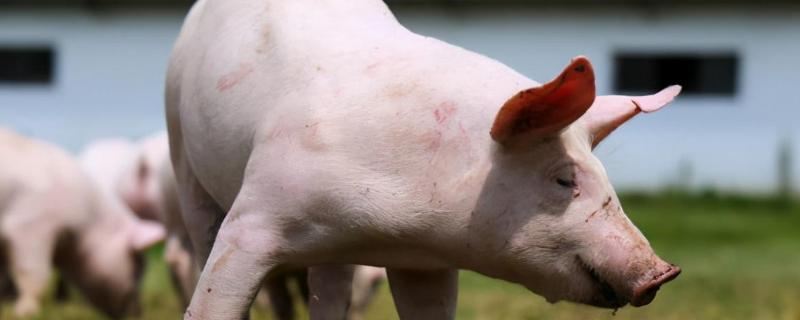 过流酸氢钾对非洲猪瘟有效吗?非洲猪瘟的潜伏期有多久