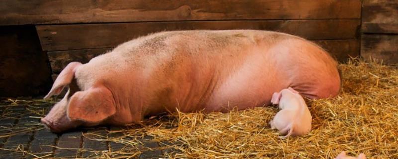 母猪配种多少天生小猪，附配种的操作流程