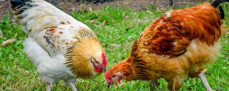 鸡能活多少年的寿命，附鸡的养殖方法