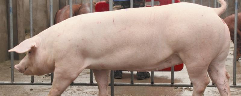 后备母猪初次配种需要几次，配种成功后的表现