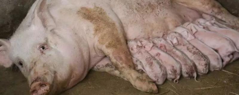 初产母猪产下死胎还能留用吗，初产母猪的产程是多久