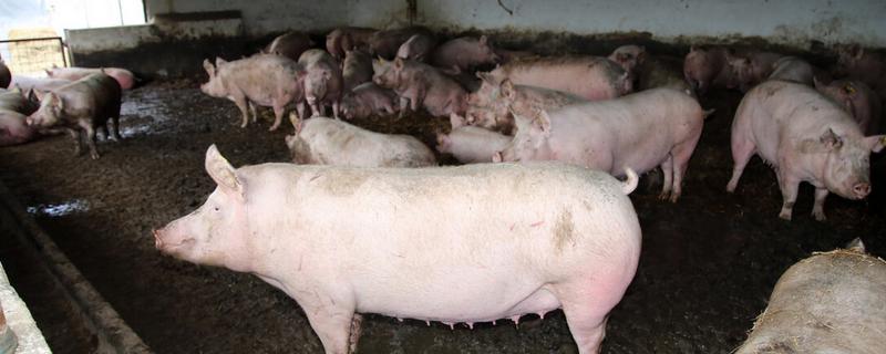 母猪不发烧不吃食怎么回事，发烧一般会出现什么症状