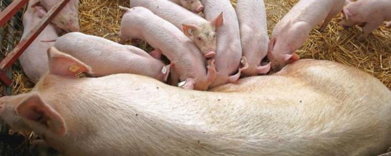 怀孕母猪不吃食打什么针安全，是什么原因导致的
