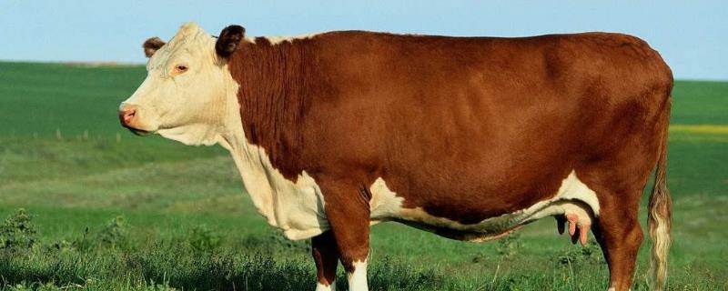 母牛总打栏配不上怎么治，打栏有什么症状