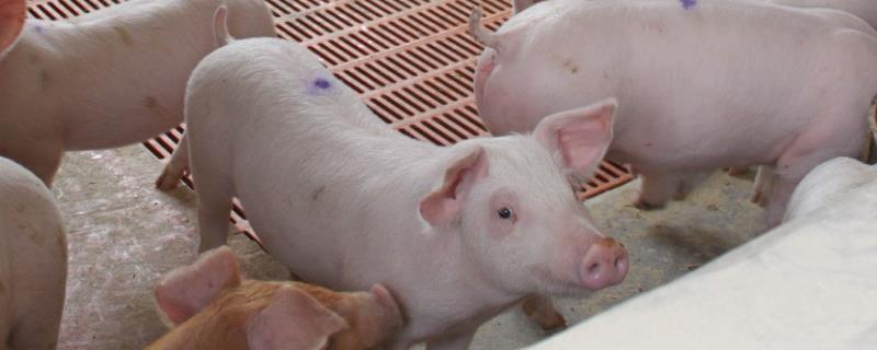 得了高热病猪场多久才能养猪，是什么原因导致的