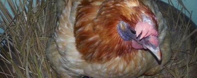 防止母鸡抱窝的秘诀，鸡抱窝多少天可以出小鸡