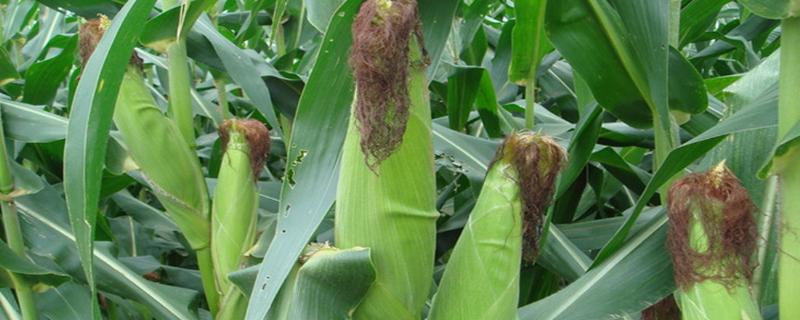 玉米棒着雨后发芽怎么办，玉米的生长周期是多少天