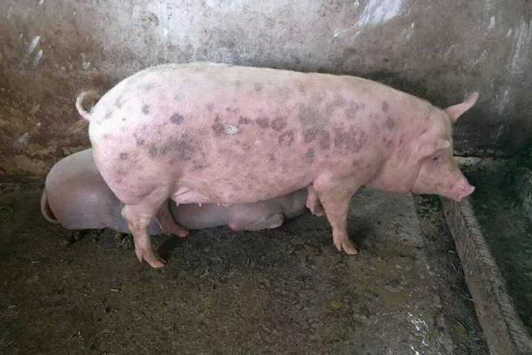 猪病的种类及治疗方法
