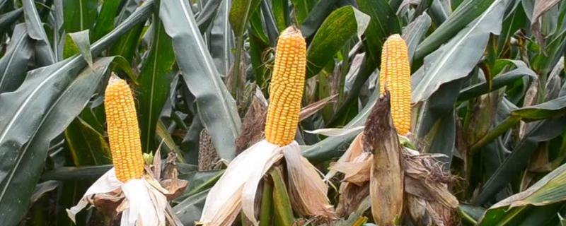 玉米锈病对下茬小麦有影响吗，附玉米锈病的病症和防治方法