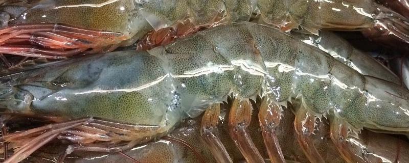 野生海虾和养殖虾有什么区别，附虾的养殖方法