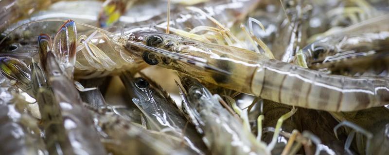 哪些虾是野生无法人工养殖的，野生虾和养殖虾有什么区别