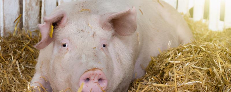 母猪不吃食最有效的方法，母猪吃猪粪是怎么回事