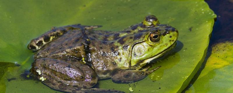 牛蛙的寄生虫高温能杀死吗，牛蛙是青蛙的一种吗