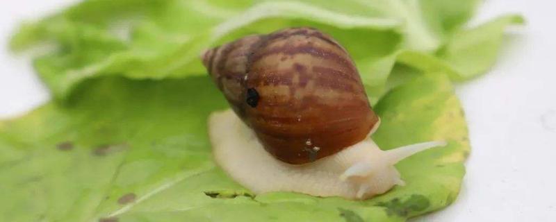 蜗牛怎么养才能养活，蜗牛是软体动物吗