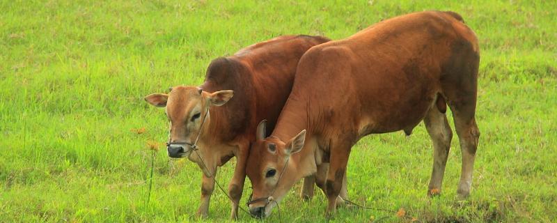 牛喜欢吃什么食物，寿命有多长