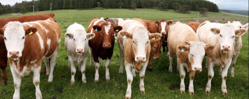 利木赞牛特征，利木赞牛和西门塔尔牛的区别