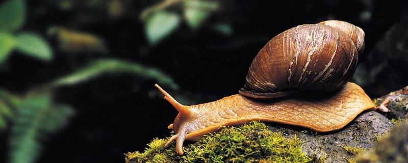 水蜗牛怎么养有什么害处