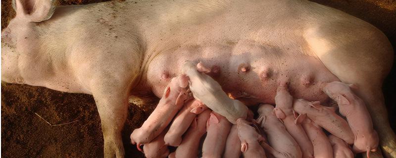 母猪死胎排不出用什么药，死胎的原因是什么