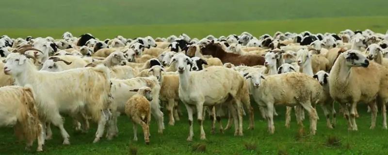 畜牧业是饲养家禽家畜的农业生产活动对吗，畜牧业的前景怎么样
