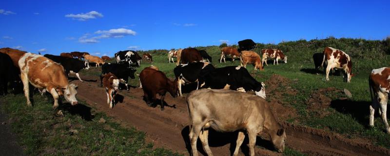 牛的养殖技术与管理，附牛的品种