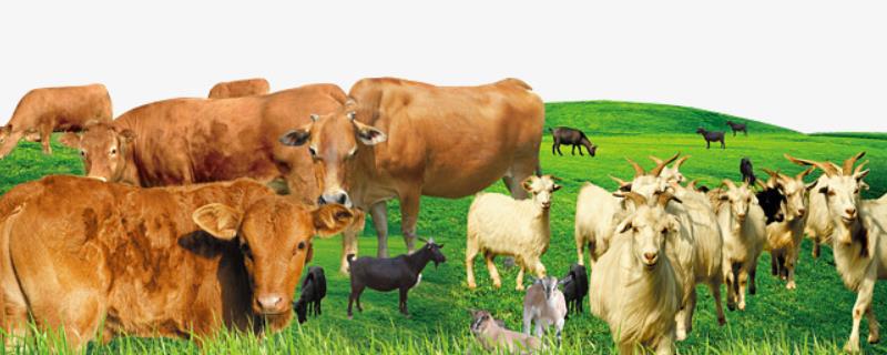 牛和羊可以在一起养吗，附牛的养殖方法