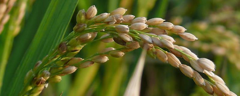 野生稻的特点有，野生稻和栽培稻的区别
