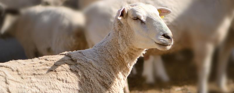 养羊最常见的三种病，分别如何防治