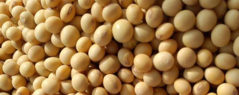 大豆种子萌发时营养物质的来源，种子萌发是否需要光照