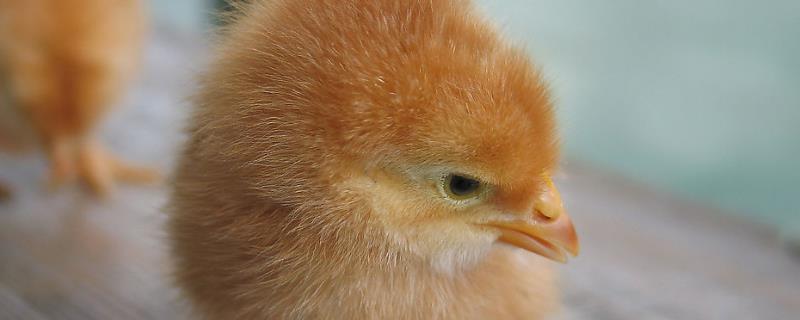 小鸡长不大是什么原因，长多大可以下蛋