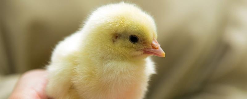 十一月份母鸡能孵小鸡吗，孵化小鸡需要什么条件