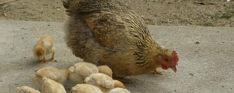 母鸡多久抛弃小鸡，母鸡会不会带小鸭子