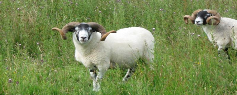 羊小反刍怎么打防疫针，羊小反刍是由什么原因引起的