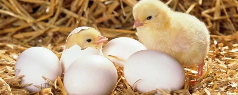 小鸡出壳多久可以喂食喂水，破壳后多久毛能干