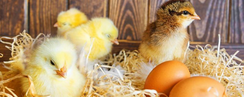 小鸡多久能孵出来，附孵化小鸡的温度和湿度