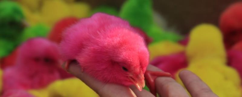 彩色的小鸡能活多久，是怎么做的