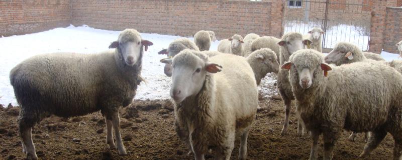 养羊可以喂南瓜给羊吃吗，圈养羊需要什么设备