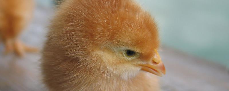 小鸡的饲养方法和用药，常见的病害有哪些