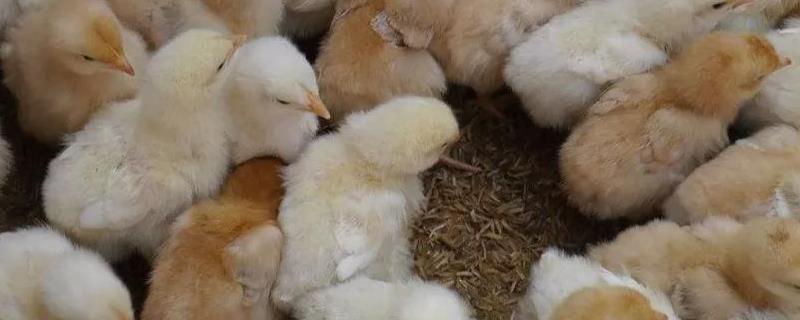 小鸡正常粪便是什么样，养几个月开始下蛋