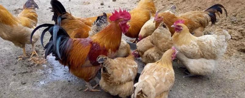 鸡怎么预防不生病，常见的疾病有哪些