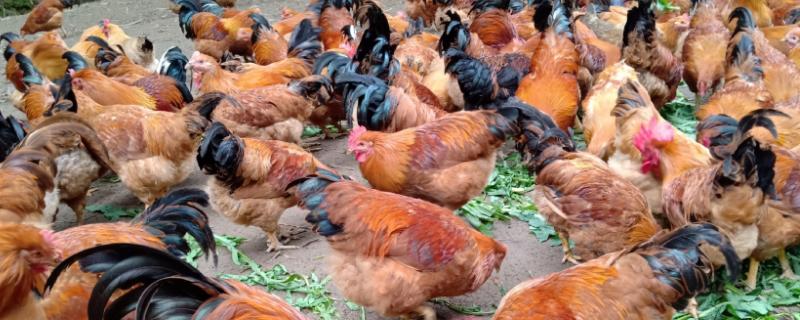 农村养土鸡方法，土鸡和蛋鸡有什么区别