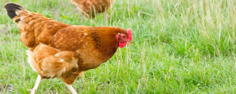 鸡感冒咳嗽用什么药，是什么原因引起的