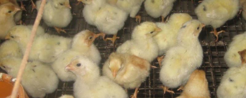 小鸡冬天能养活不，附小鸡的养殖方法