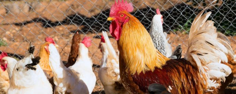 鸡采食量下降用什么药，是什么原因引起的