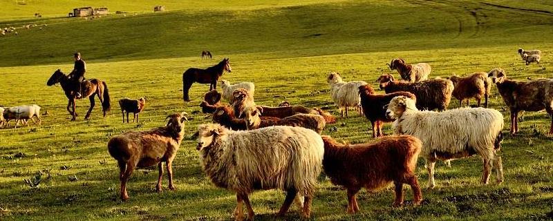 畜牧业劳动的特点有哪些，畜牧业的类型有哪些